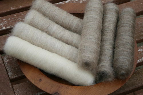 Gentle Shetland Gradient Batt Set - 100g