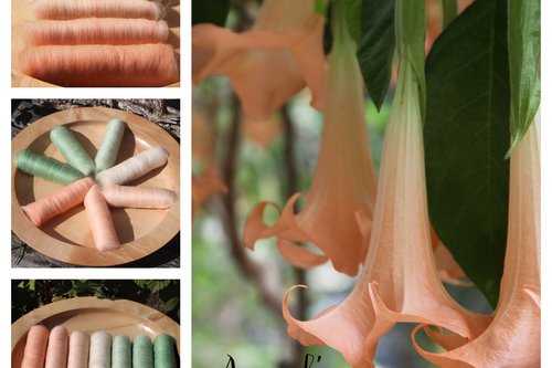Angel's Trumpet Gradient - 100g